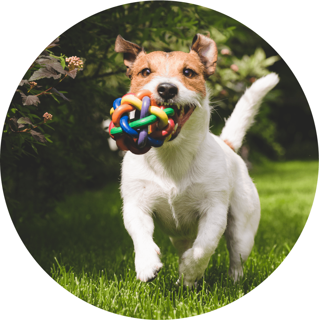 Dog playing with colorful toy in garden.