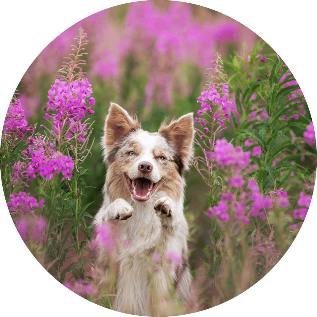 Dog joyfully playing among pink flowers.