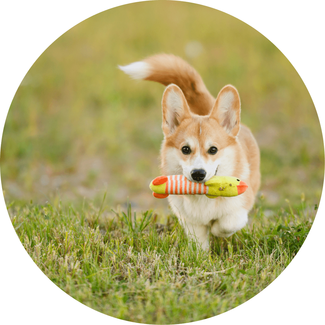 Corgi running with a toy snake.