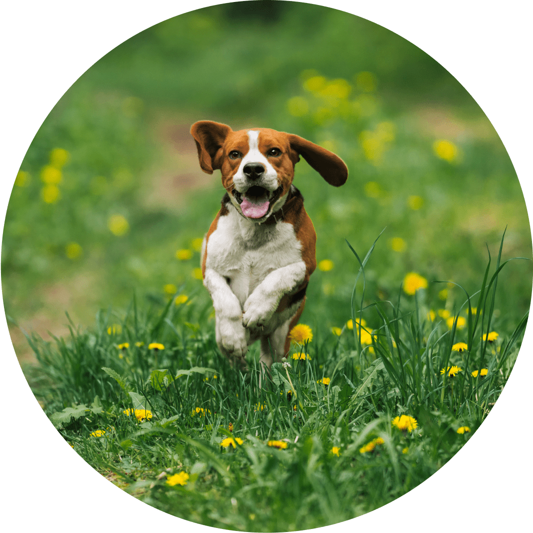 Dog joyfully running through a flower field.