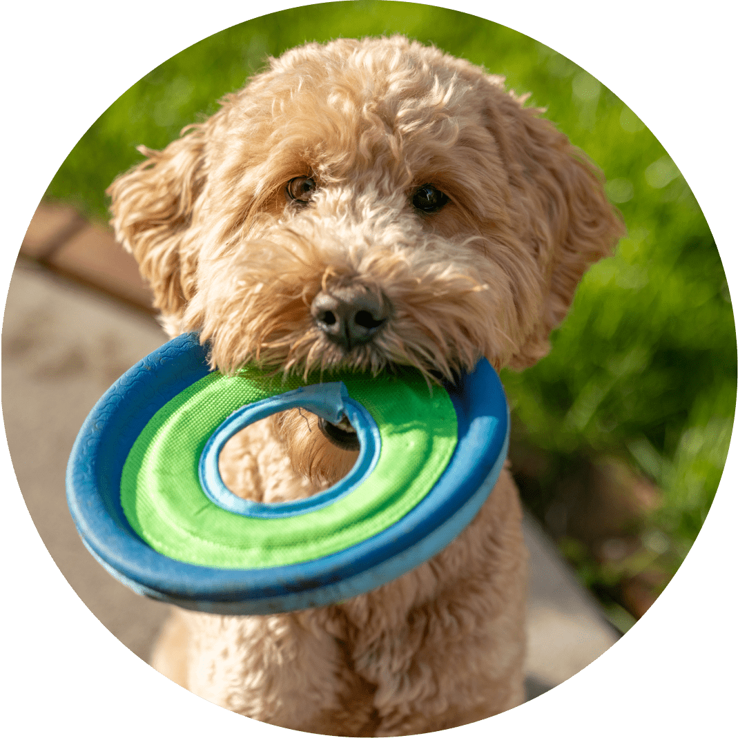 Dog holding a colorful toy outside.