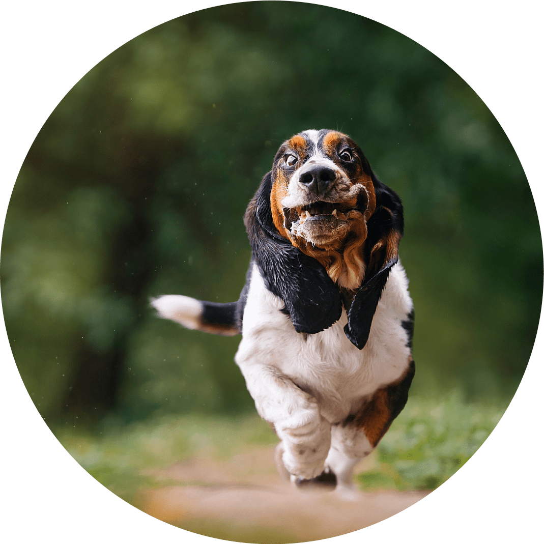 Basset hound running joyfully in nature.
